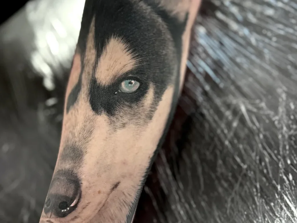 Black and grey realistic husky portrait tattoo covering a forearm